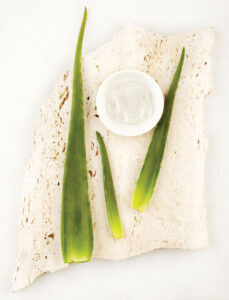 Building Your Natural First-Aid Kit: Herbal Skin Healers Image